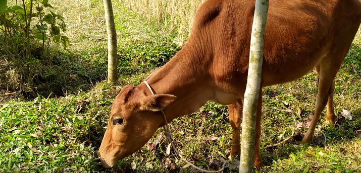 Natural Grazing